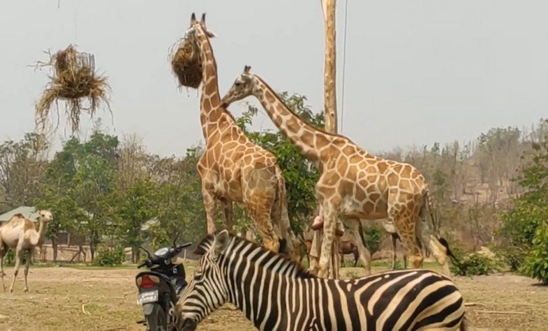 a zebra and two giraffes in Naypyidaw Zoological Gardens
